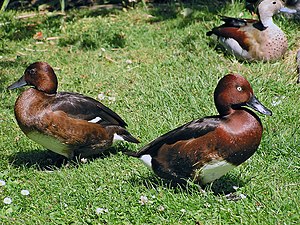 Ferruginous Duck (Aythya nyroca)