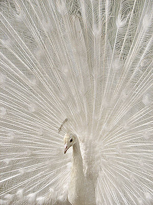 White peacock