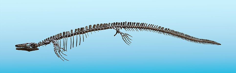 Plioplatecarpus spec. (most probably Plioplatecarpus ictericus), Mosasauridae; Length ca. 5,5 m; Niobrara formation, Upper Cretaceous, Kansas, USA; Composite of at least two skeletons; Staatliches Museum für Naturkunde Karlsruhe, Germany.