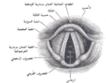 العربية