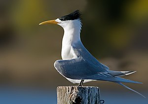 Crested Tern (Thalasseus bergii), in breeding plumage, displaying in Tasmania, Australia