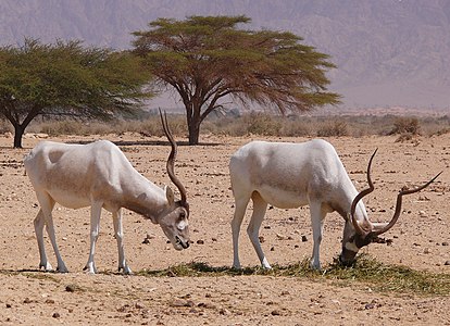 Addax nasomaculatus at Yotvata Hai-Bar, Israel