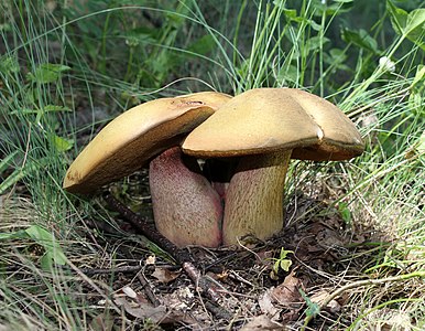 Lurid bolete (Boletus luridus)