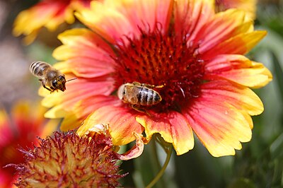 Slika:Bees on flower.jpg