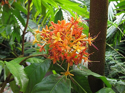 420px-Gardenology-IMG_4861_hunt10mar.jpg