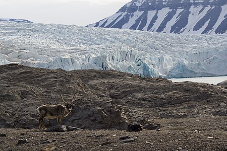 Nordenskiöldbreen glacier & Rangifer tarandus platyrhynchus (Svalbard Reindeer)