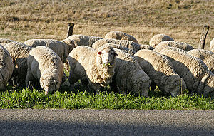 Sheep eating grass