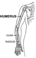 Humerus 2 (PSF).png