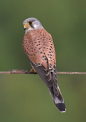 Common Kestrel