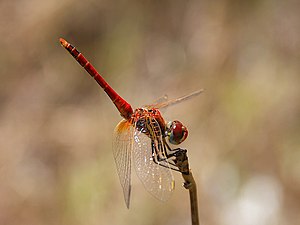 Red-veined darter