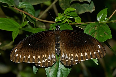 Papilio dravidarum