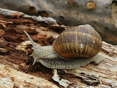 Roman snail near Dourbes, Belgium.