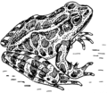 Frog 1 (PSF).png