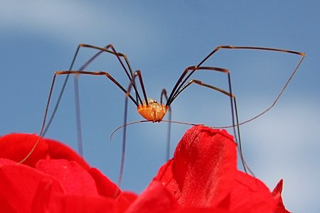 This is a male harvestman (not a spider!). I think the image has great educational value as it shows a rarely-captured, but typical behaviour. The image is Wikimedia QI and has been the main image on the article Opilio canestrinii since September 2013.