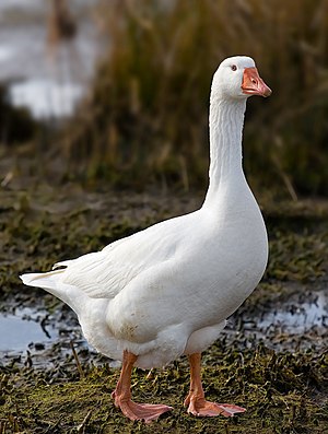 A wild Domestic Goose (Embden Goose) in Tasmania, Australia