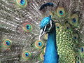 Head Peacock.jpg