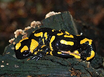 Fire Salamander (Salamandra salamandra), Malé Karpaty, Slovakia