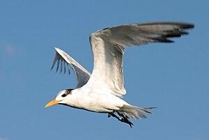 Royal tern in flight