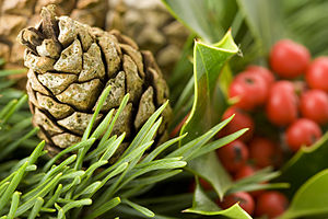 Pine cone and holly