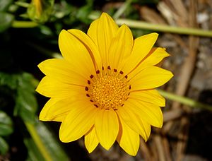 Yellow flower of Gazania rigens