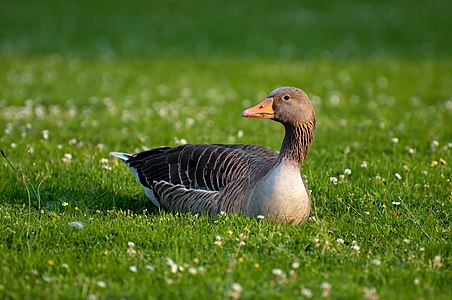 A grey goose (anser anser, Graugans)