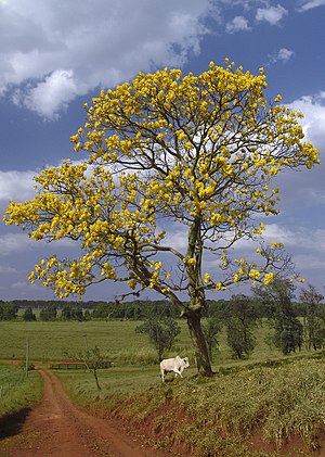 Yellow ipê in Avaré (Brazil).