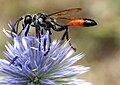 Sphecidae