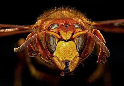 Portrait of a European Hornet