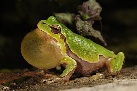 Hyla intermedia