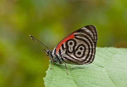 "I am number 88!!!" Cramer's Eighty-eight is a species of butterfly of the Nymphalidae family. It is found from Guatemala to Peru and Brazil. The butterfly shown is from Venezuela, a Diaethria marchalii, with no sub-species found yet.