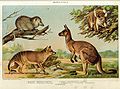 Marsupials, New International Encyclopedia 1902