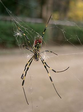 Описание изображения Nephila_clavata1.jpg.