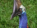 Southern cassowary.jpg