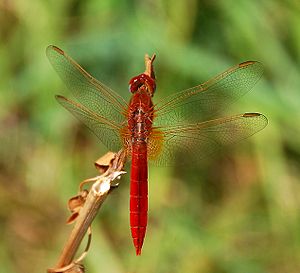 Red veined darter