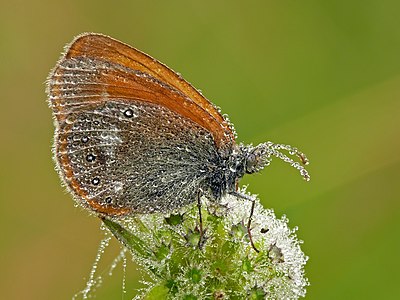 Chestnut Heath