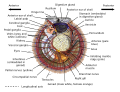 Scallop Diagram2.svg