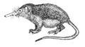 Hair and gestation invention. Primitive mammalia are but insect-eaters "hairy lizards"... this one's cute, isen't it?