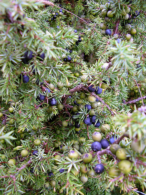 Bestand:Juniperus communis at Valjala on 2005-08-11.jpg