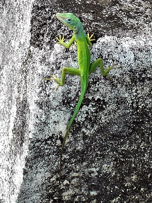 Male Anolis marmoratus speciosus (Guadeloupe)