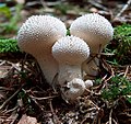 Agaricaceae (Lycoperdon perlatum)