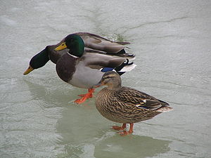 Mallard ducks on ice