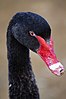 Seite 26: File:Black Swan Head.jpg JJ Harrison (jjharrison89@facebook.com) Lizenz: GNU 1.2+, CC BY-SA 3.0