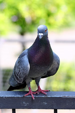 Columba livia