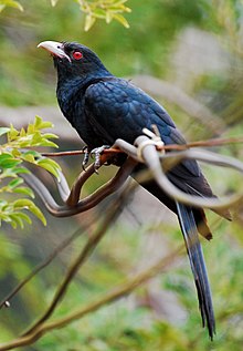 220px-Asian_koel.jpg