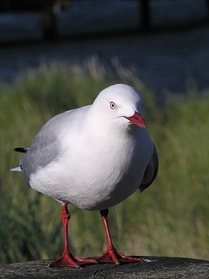 Red billed gull (Larus scopulinus) in Wellington Harbour