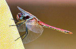 A dragonfly stationed on an umbrella