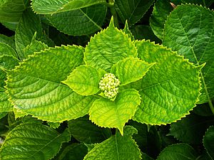 Leaves and buds of an Hortensia