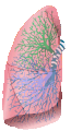 Lung, for use underneath pleura if not already included in image