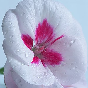 Pelargonium grandiflorum (white)