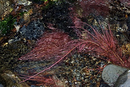 Underwater roots of Black Alder (Alnus glutinosa) in River Cabrera, León (Spain)